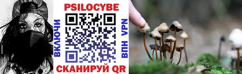 купить наркотики цена  Шахунья  Псилоцибиновые грибы Psilocybine cubensis 